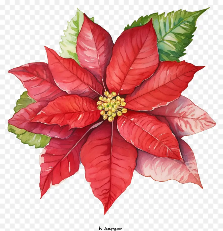 Poinsettia，Red Poinsettia PNG