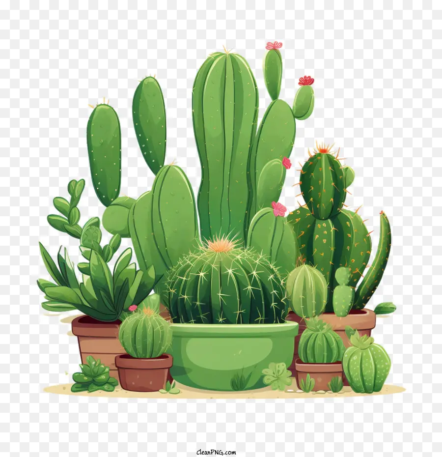 Suculenta，Cactus PNG