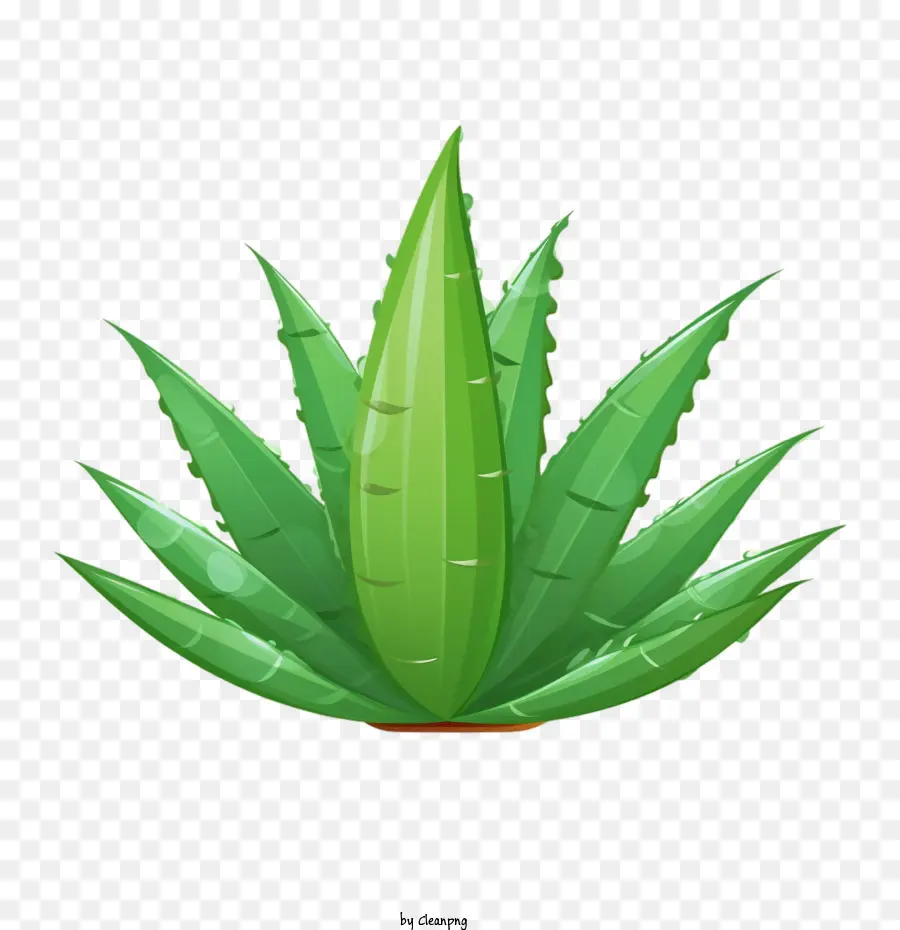 Aloe Vera，Agave PNG