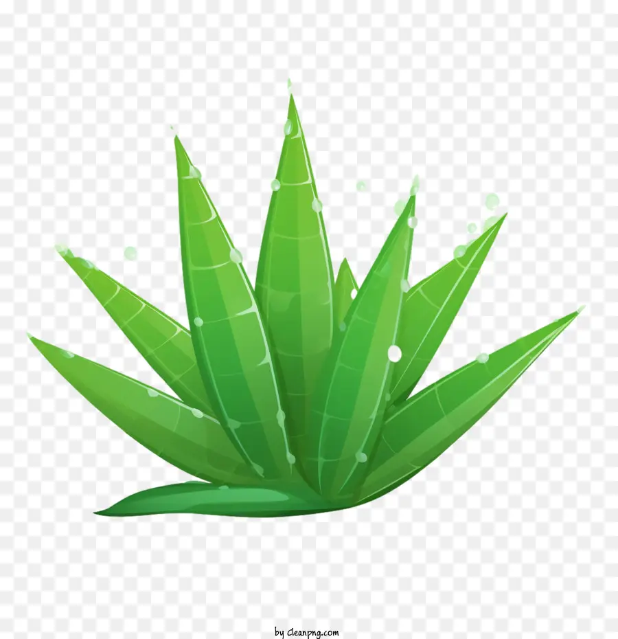 Aloe Vera，Verde PNG