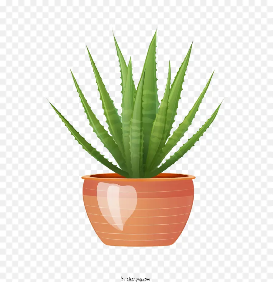 Aloe Vera，Aloe Vera Verde PNG