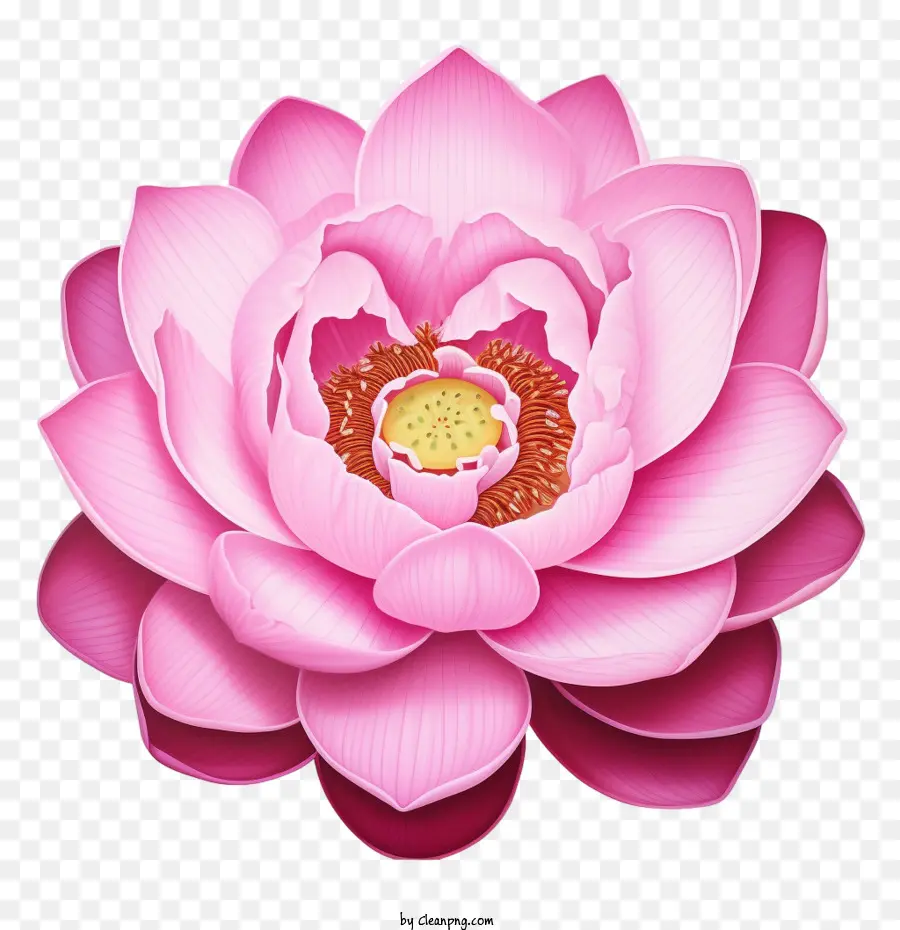 Flor De Lótus，Flor Rosa PNG