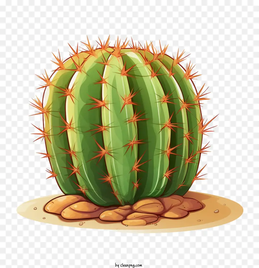 Suculenta，Cactus PNG