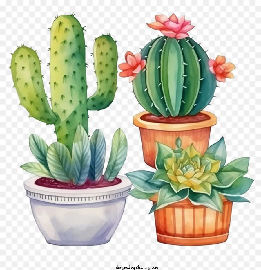 Suculenta，Cactus PNG