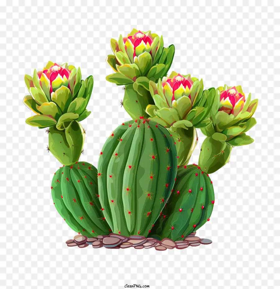 Suculenta，Cactus PNG