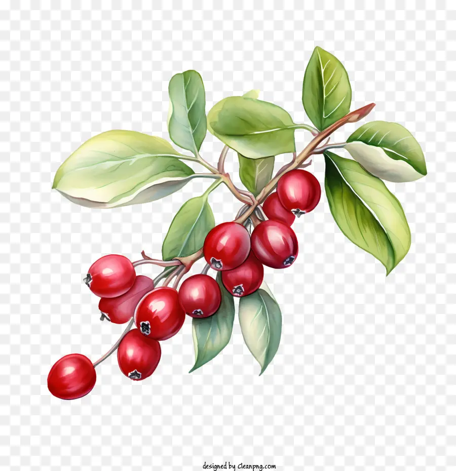 Cranberries Vermelhos，Vermelho PNG