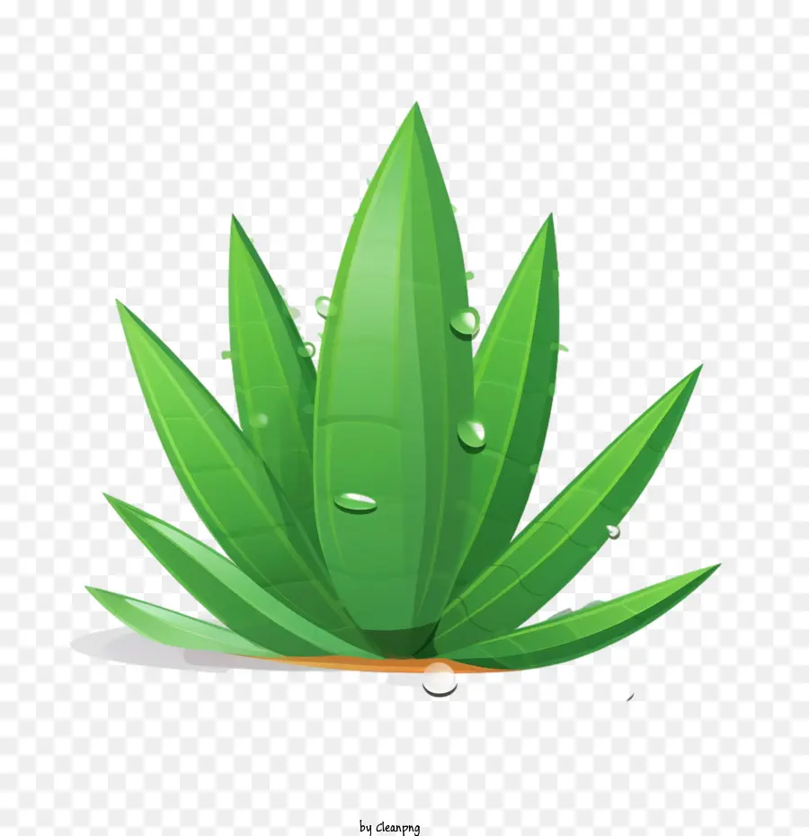 Aloe Vera，Planta Frondosa PNG