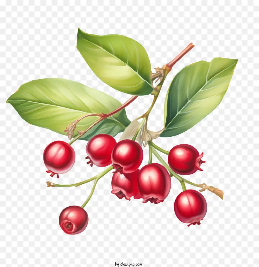 Cranberries Vermelhas，Bagas Vermelhas PNG