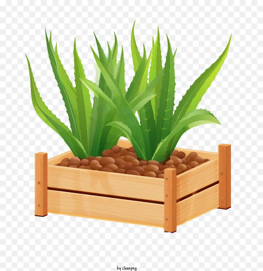 Aloe Vera，Caixa Para Plantador De Madeira PNG