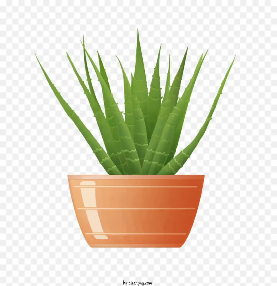 Aloe Vera，Planta Em Vaso PNG