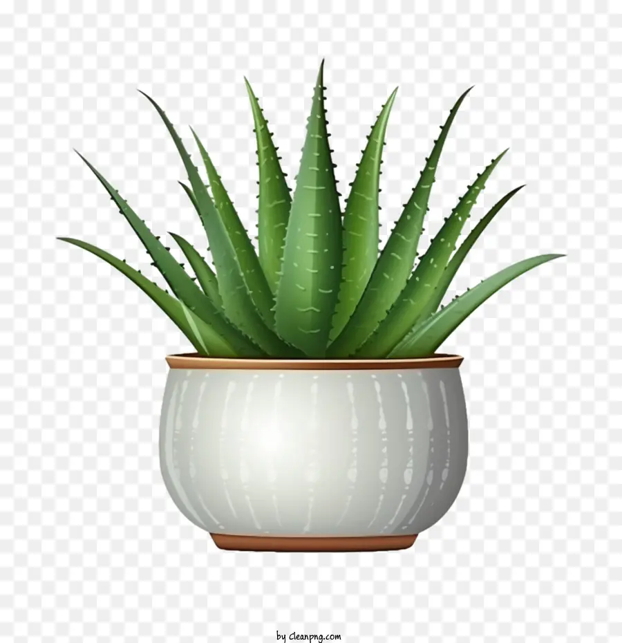 Aloe Vera，Aloe Vera Verde PNG