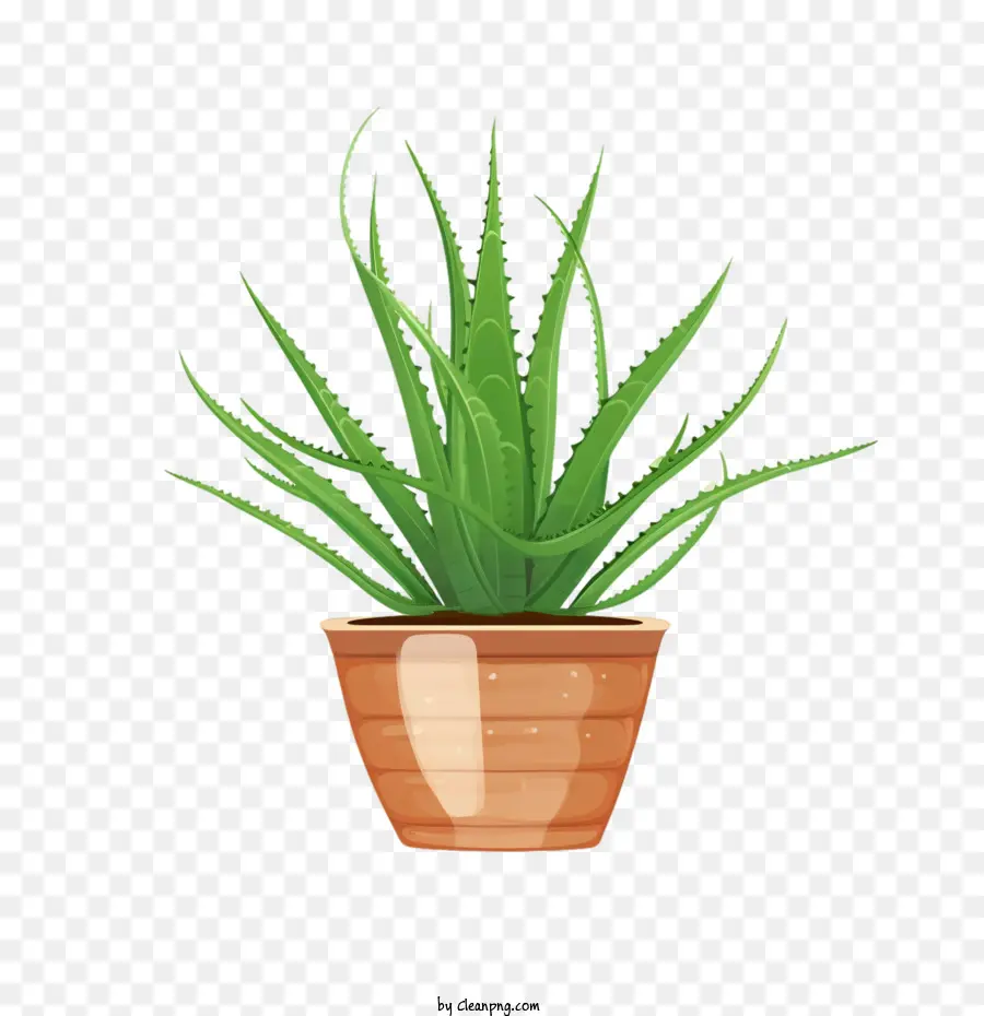 Aloe Vera，Aloe Vera Verde PNG