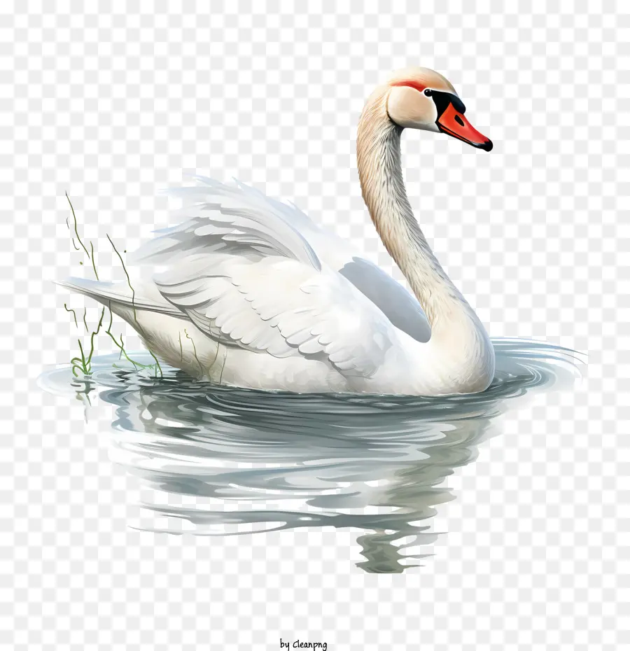 Swan，água PNG
