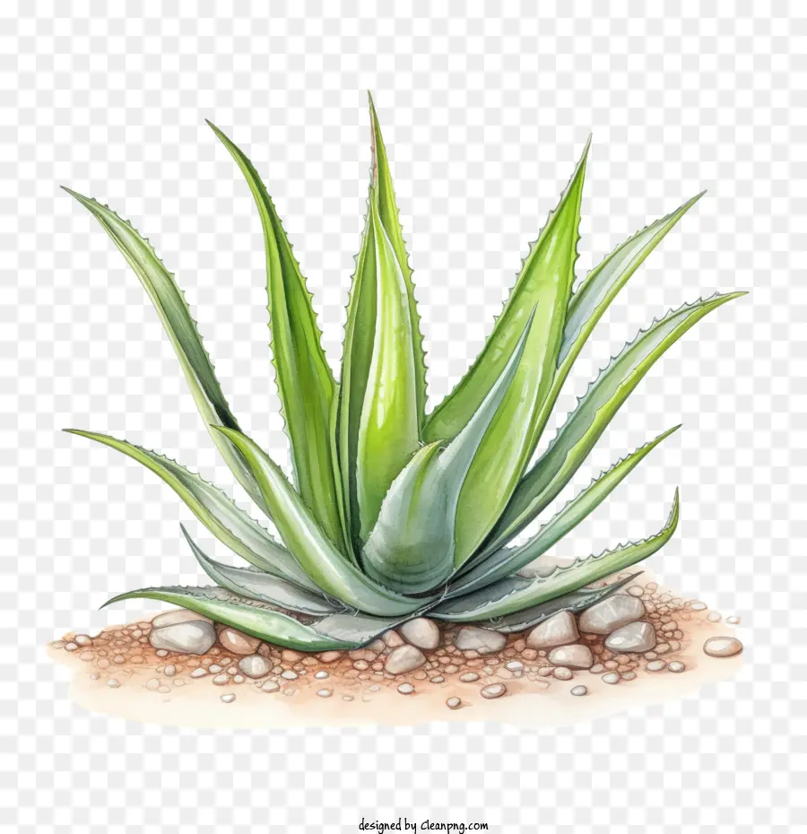 Aloe Vera，Suculenta PNG