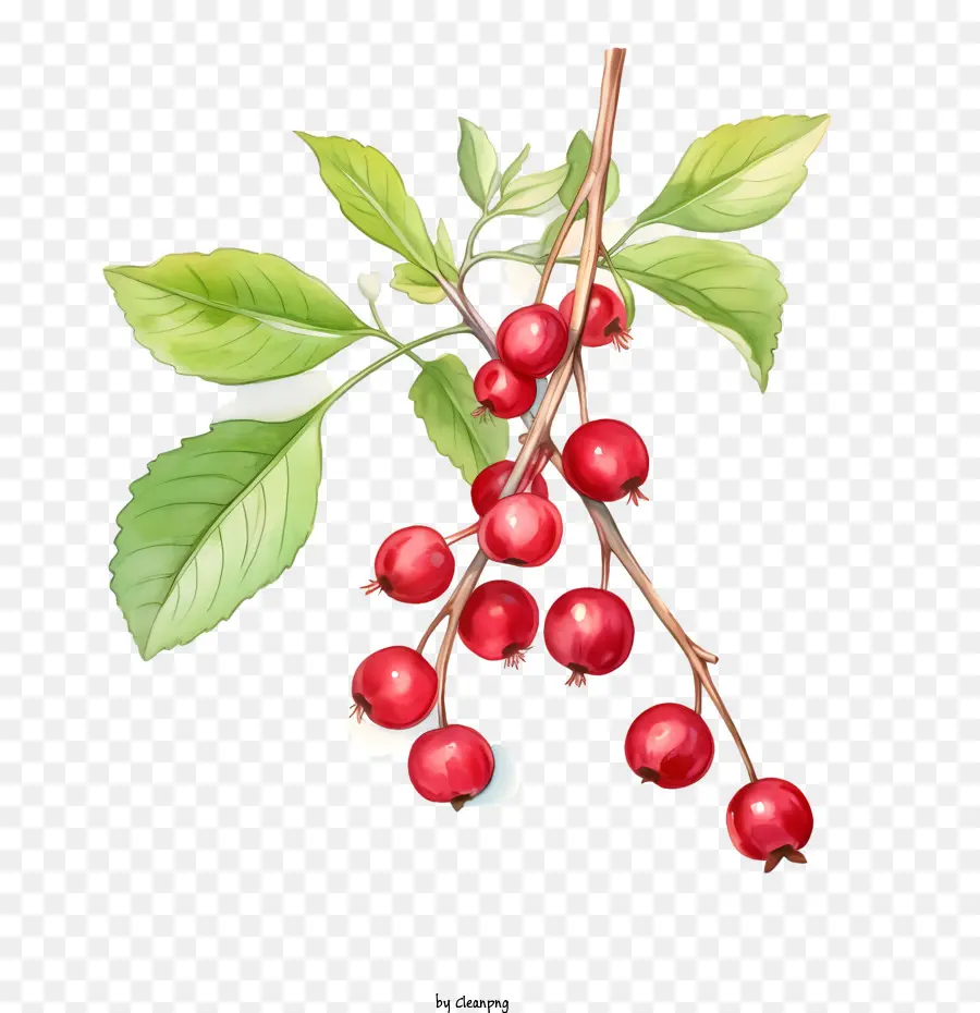 Cranberries Vermelhas，Bagas Vermelhas PNG