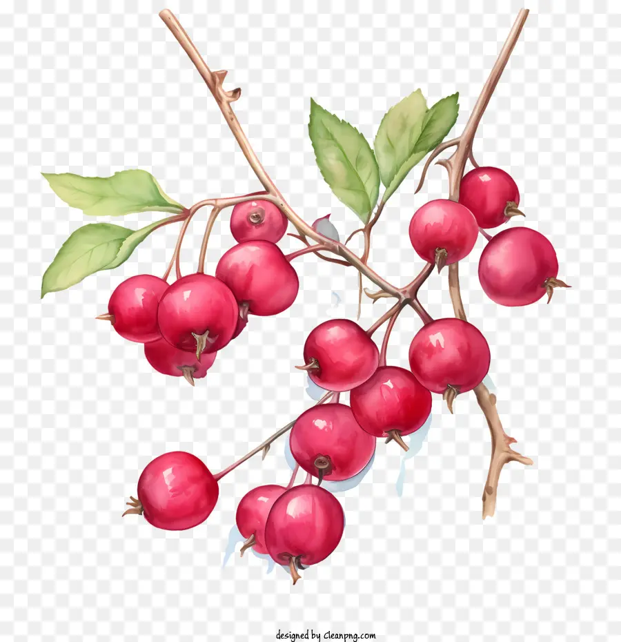 Cranberries Vermelhos，Cerejas PNG