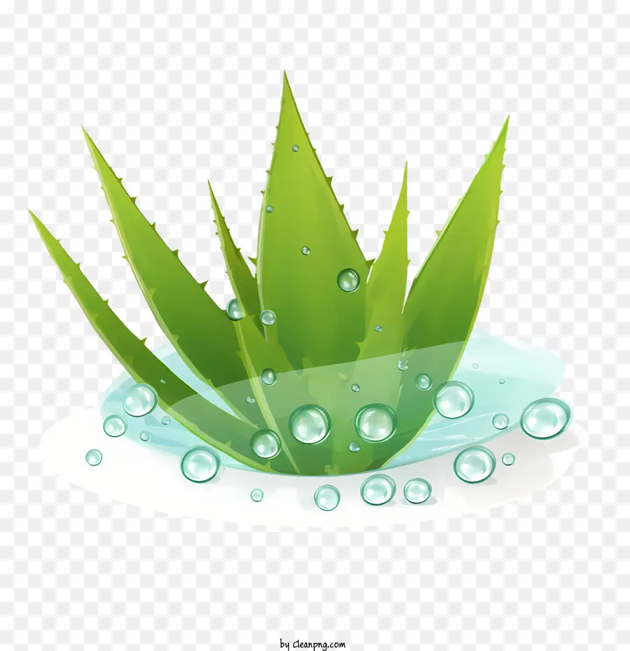 Aloe Vera，Folhas PNG