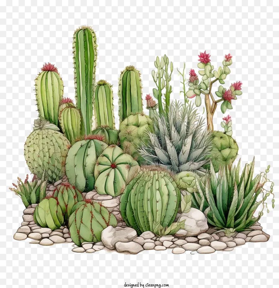 Suculenta，Cactus PNG