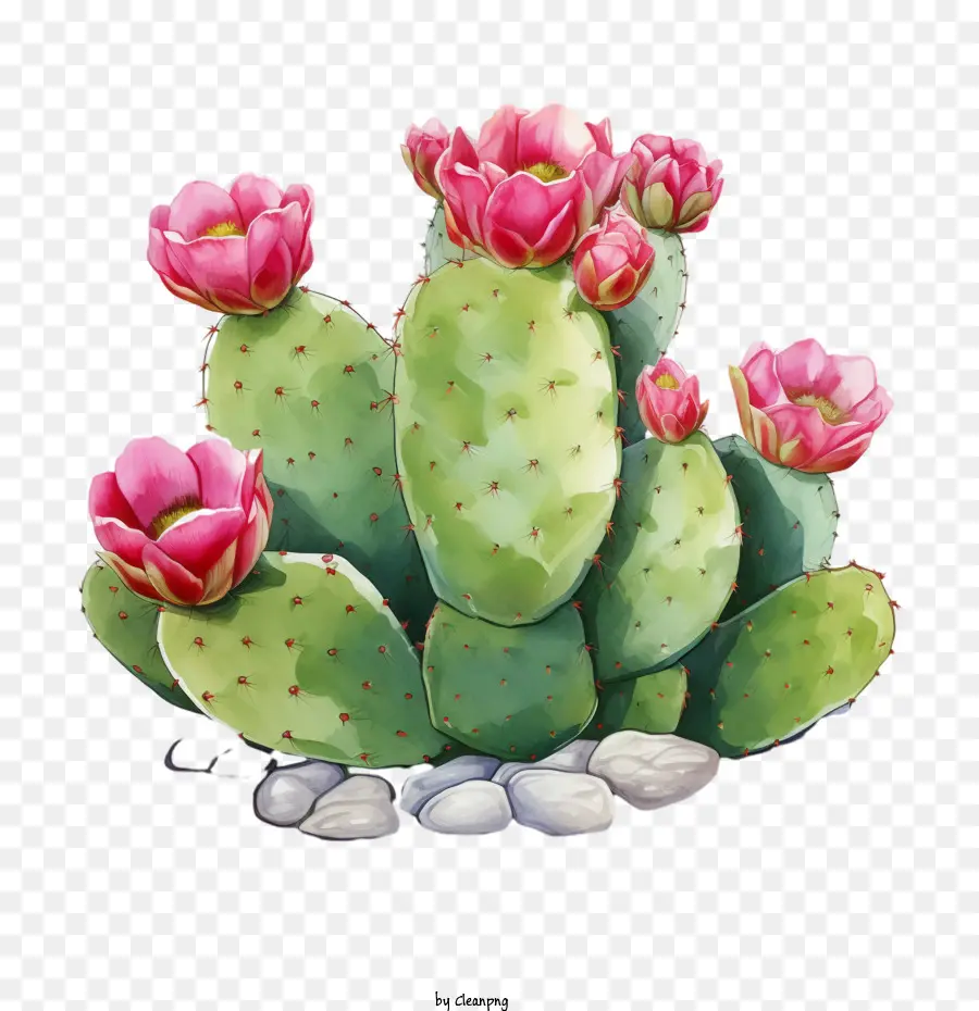 Suculenta，Cactus PNG