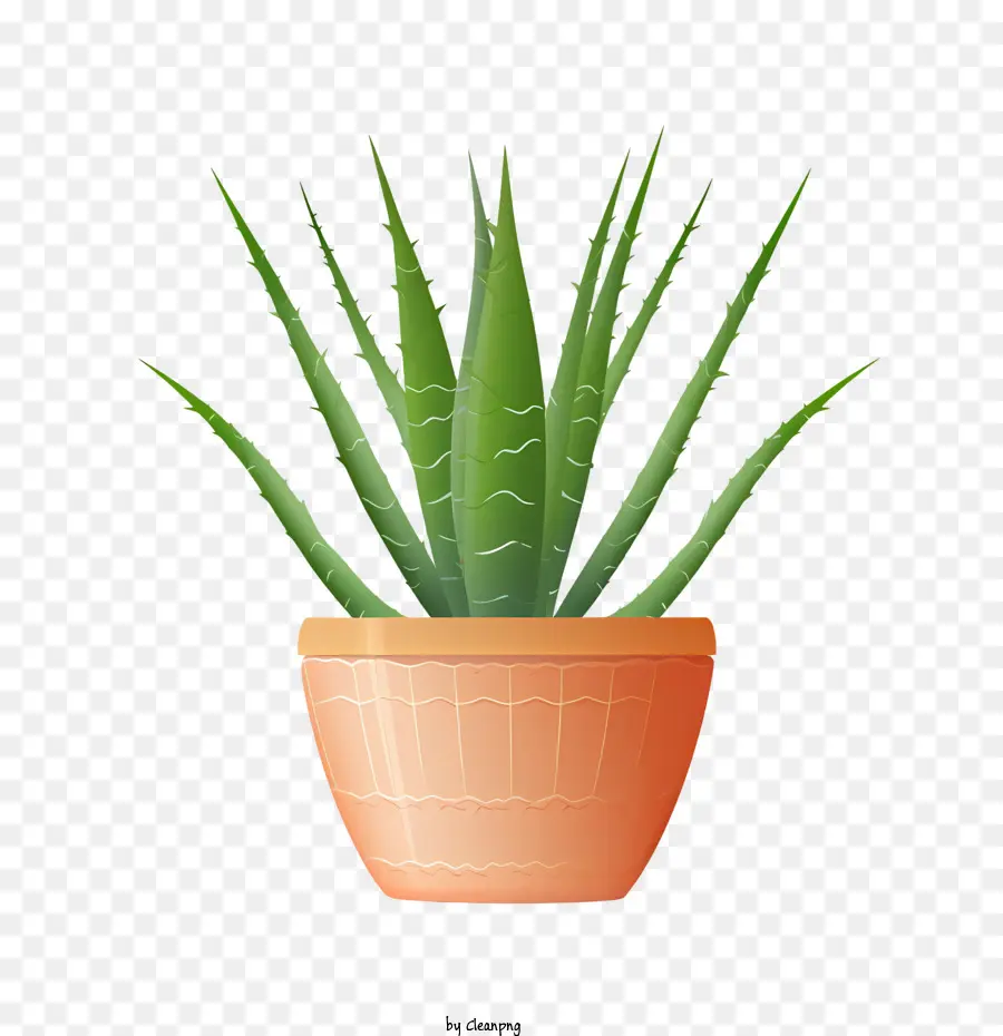 Aloe Vera，Aloe Vera Verde PNG