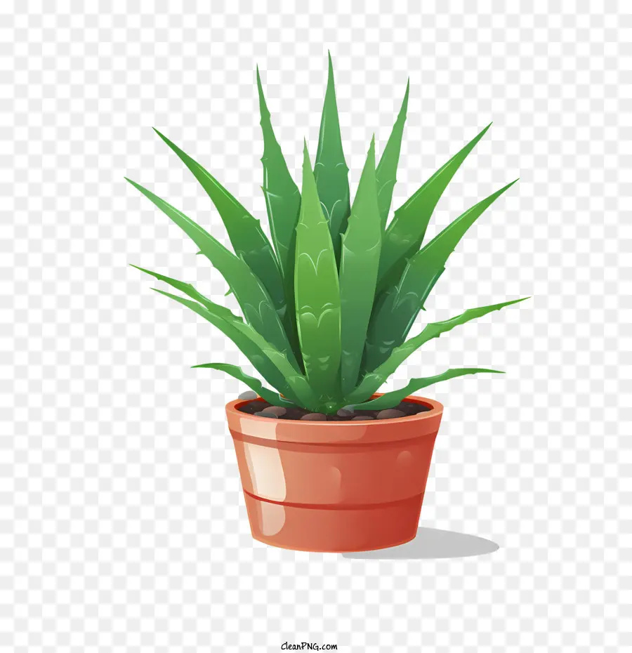 Aloe Vera，Planta Em Vaso PNG