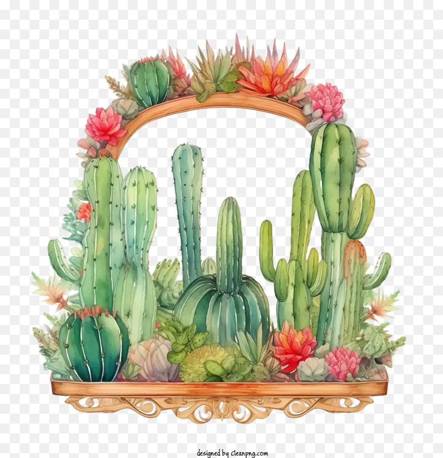 Suculenta，Cactus PNG