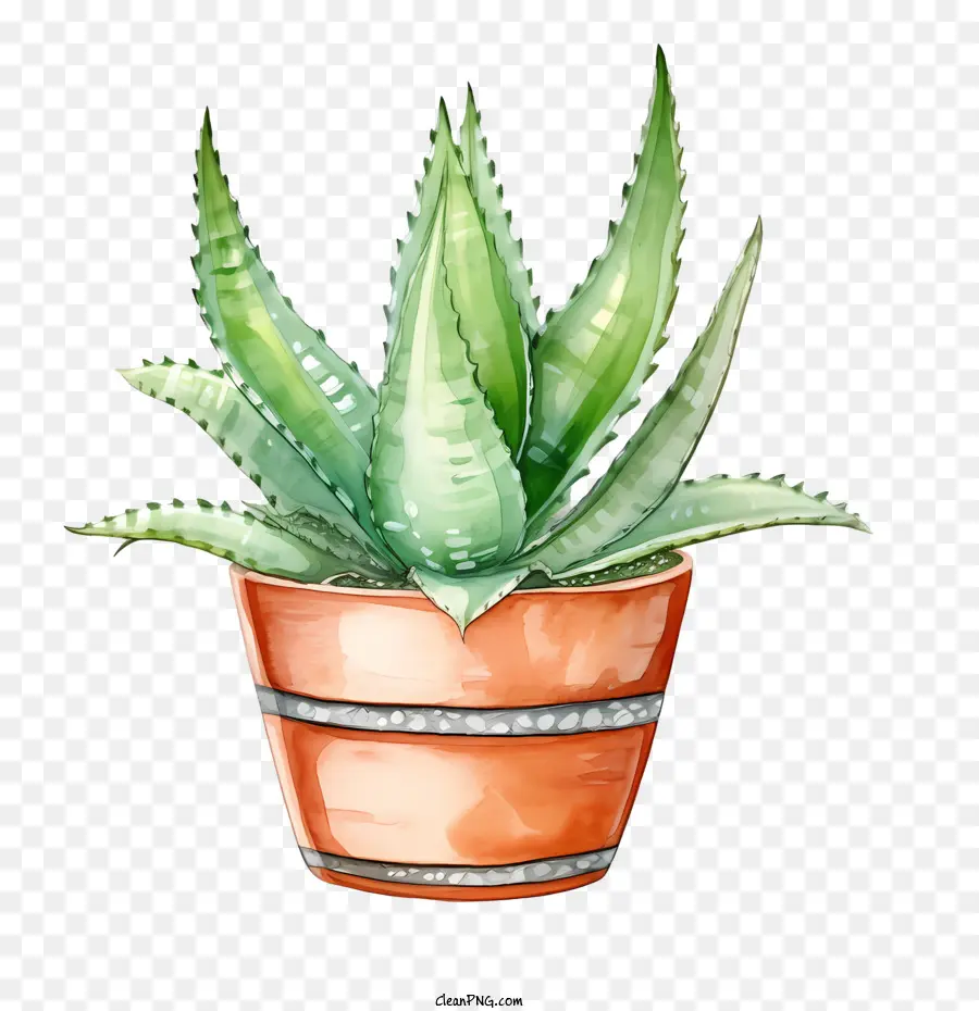 Aloe Vera，Suculenta Verde PNG