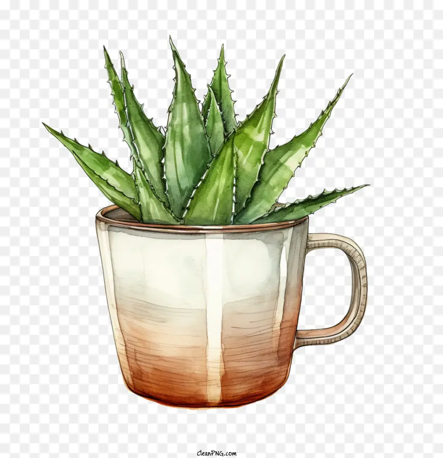 Aloe Vera，Planta Aloe PNG