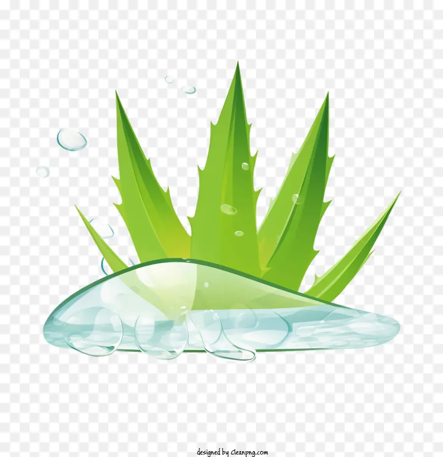 Aloe Vera，As Algas Verdes PNG
