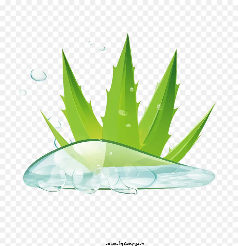 Aloe Vera，Verde PNG