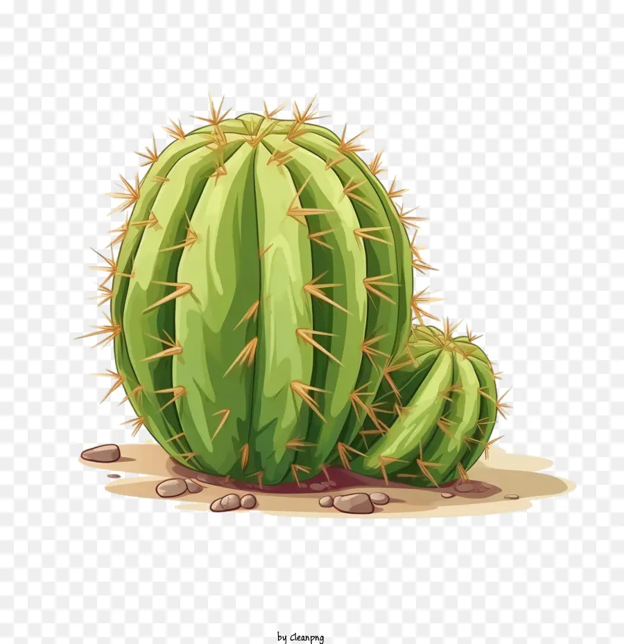 Cacto Suculento，Cactus PNG