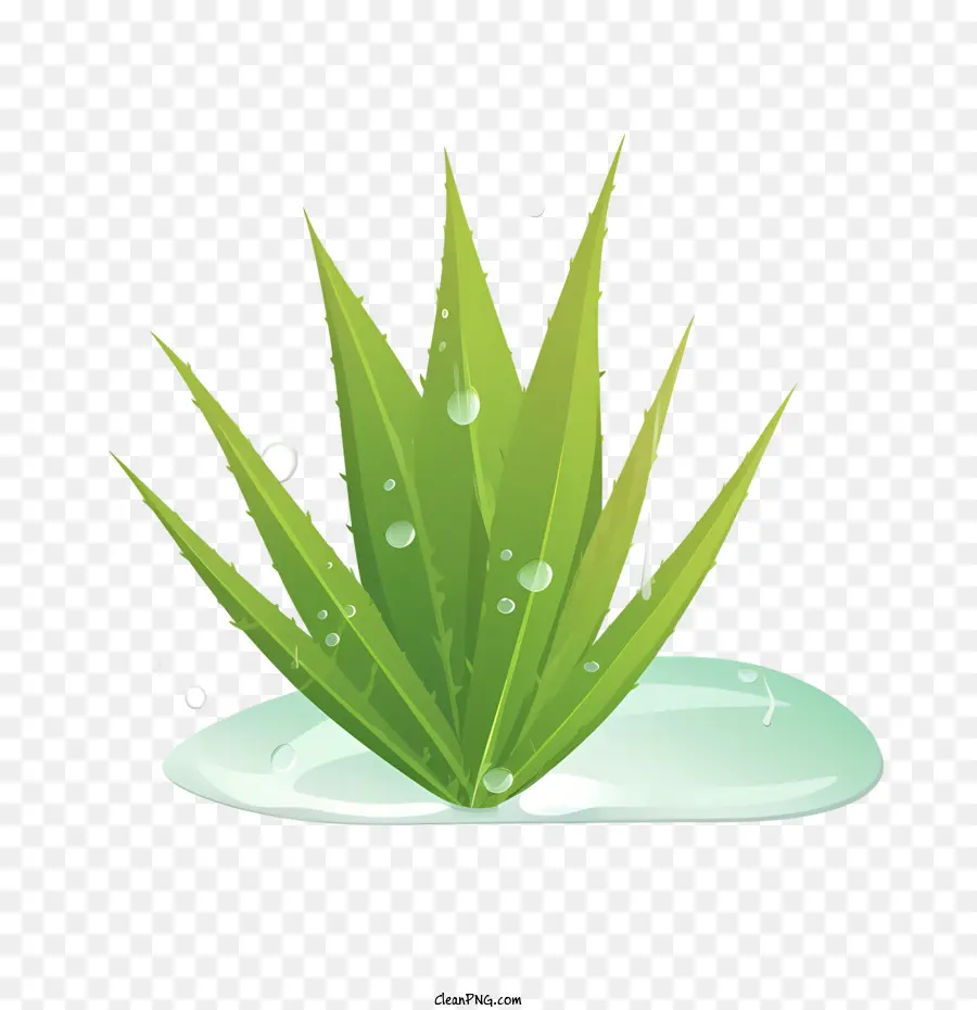 Aloe Vera，Planta PNG