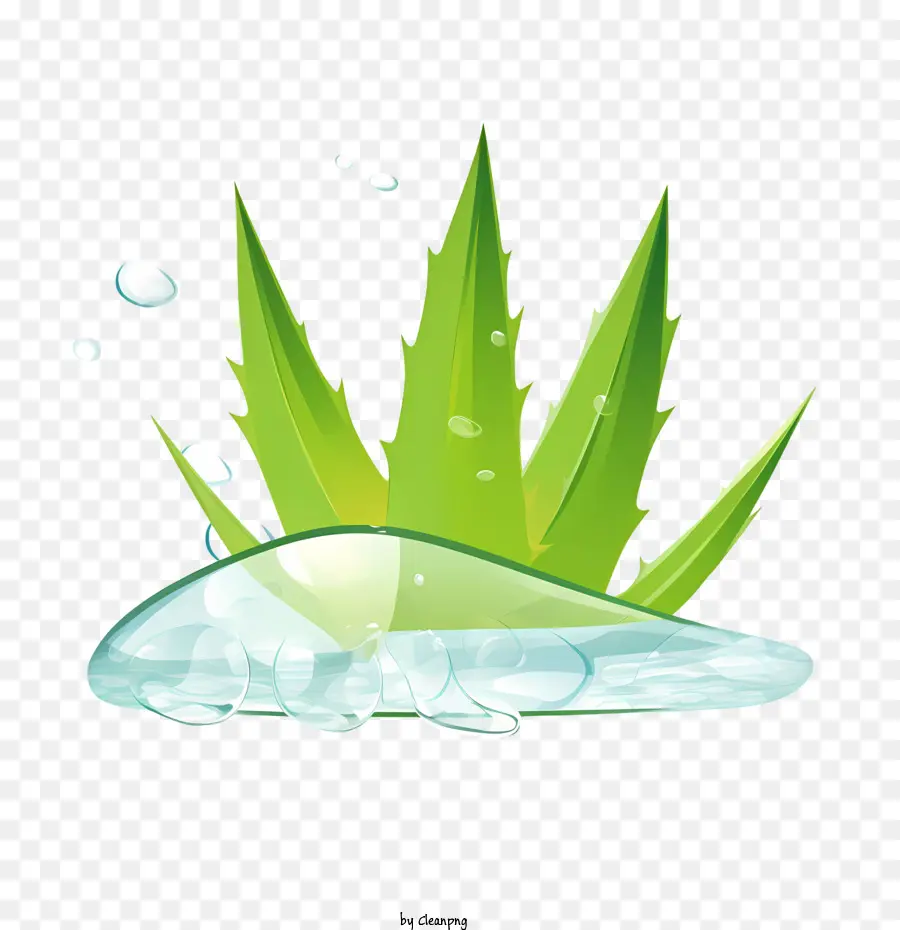 Aloe Vera，Algae PNG