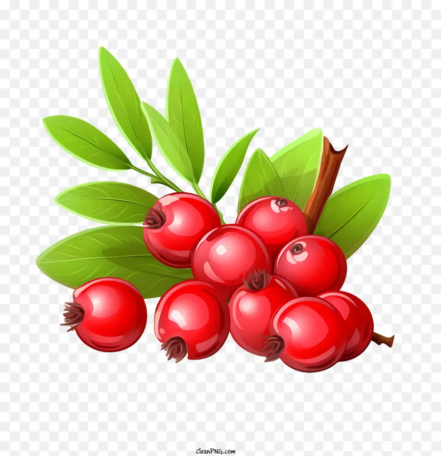 Cranberries Vermelhos，Bagas PNG