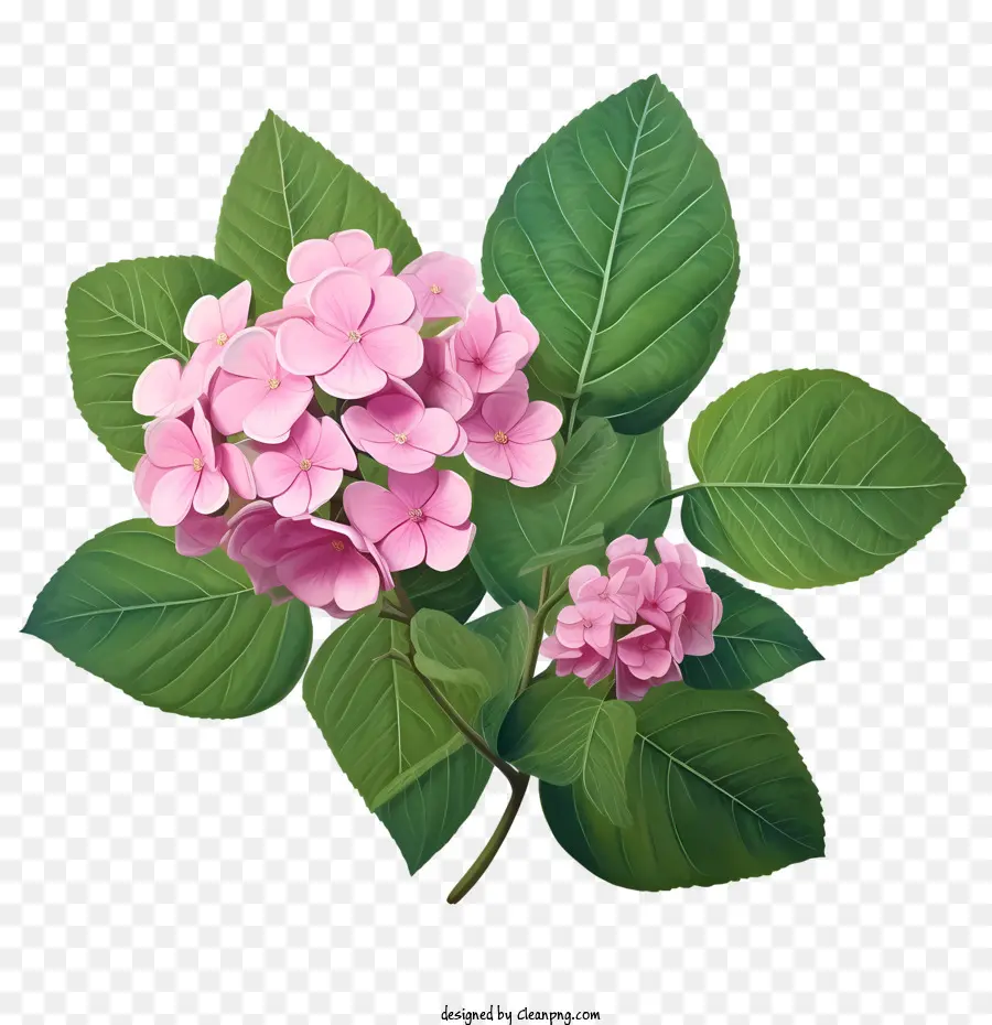 Hortênsia Flor，Flores Cor De Rosa PNG