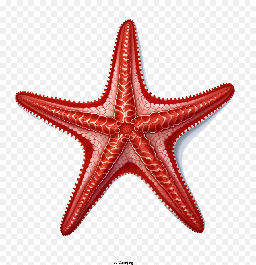 Estrela Do Mar，Vermelho PNG