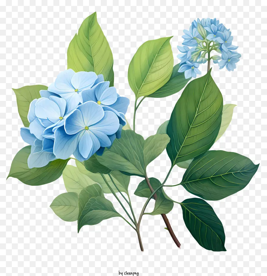 Flor De Hortênsia，Hortênsia Azul PNG