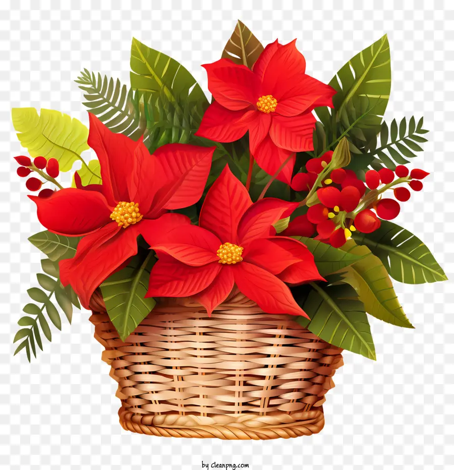 Poinsettia，Holly PNG