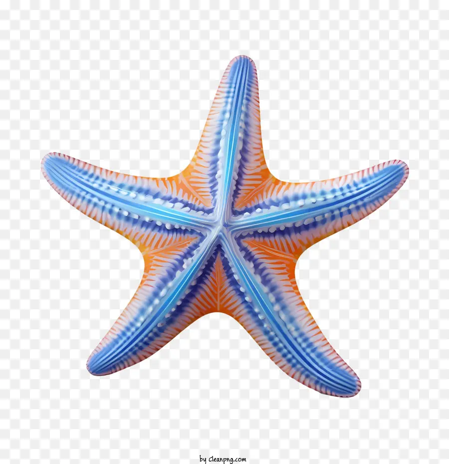 Estrela Do Mar，As Criaturas Do Mar PNG