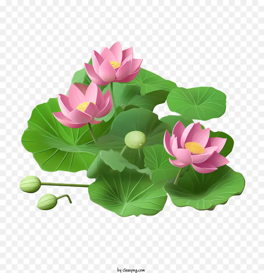 Flor De Lótus，Flores De Lótus PNG