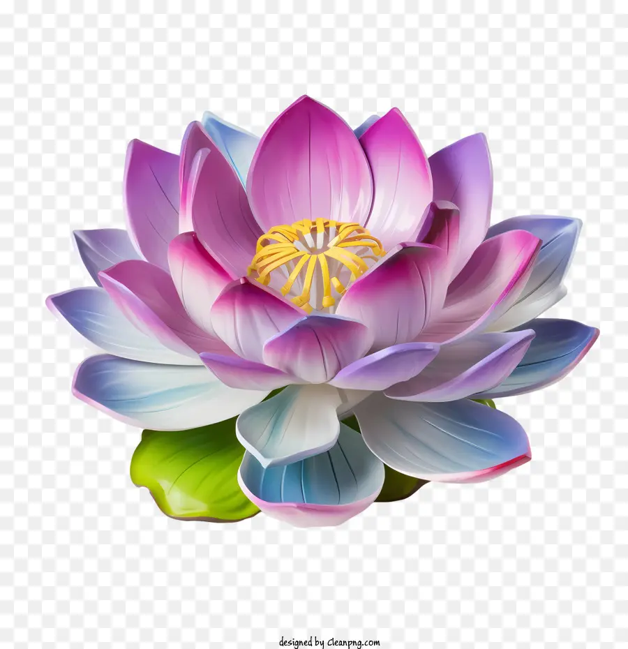 Flor De Lótus，Lótus Rosa PNG