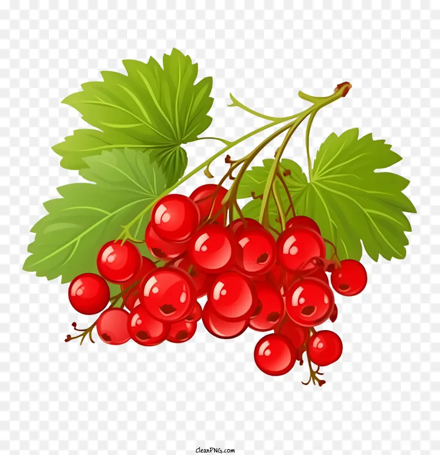 Cranberries，Vermelho PNG