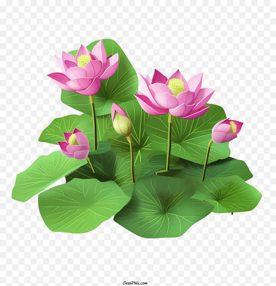 Flor De Lótus，Flores De Lótus PNG