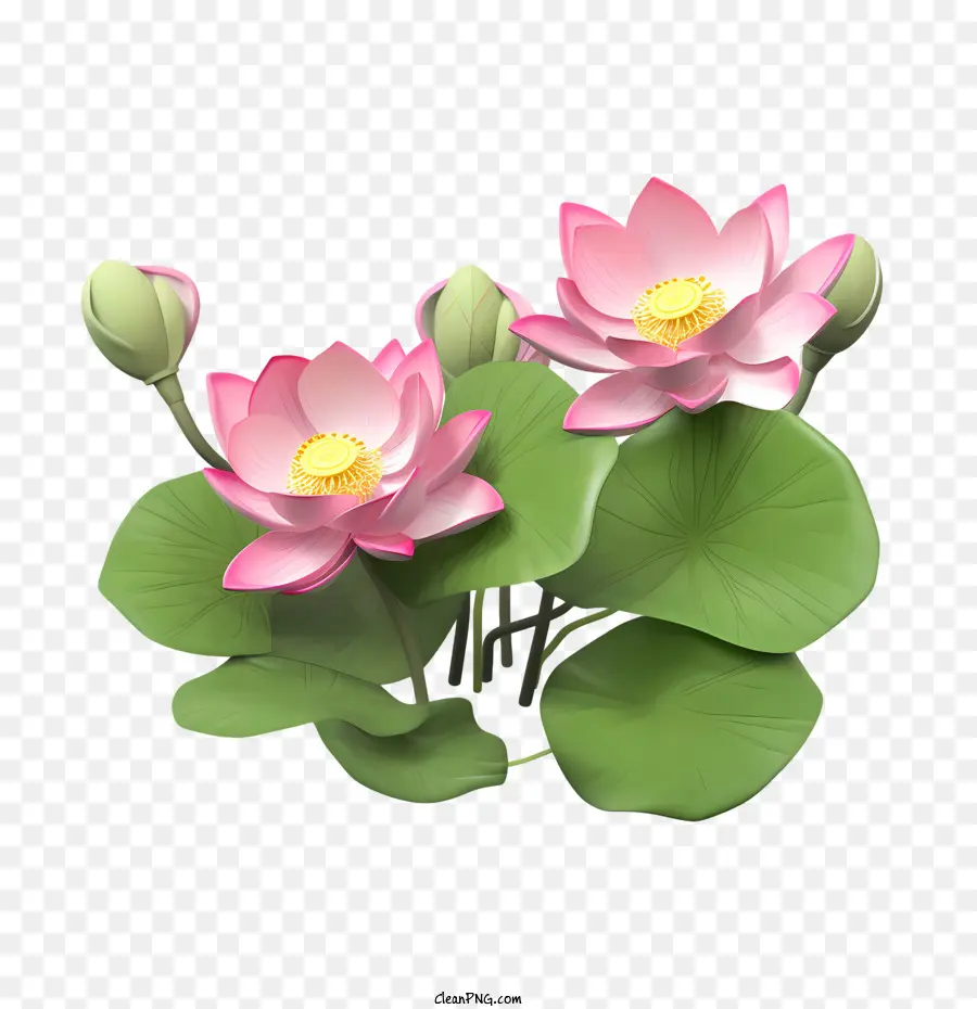 Lotus，Flor PNG