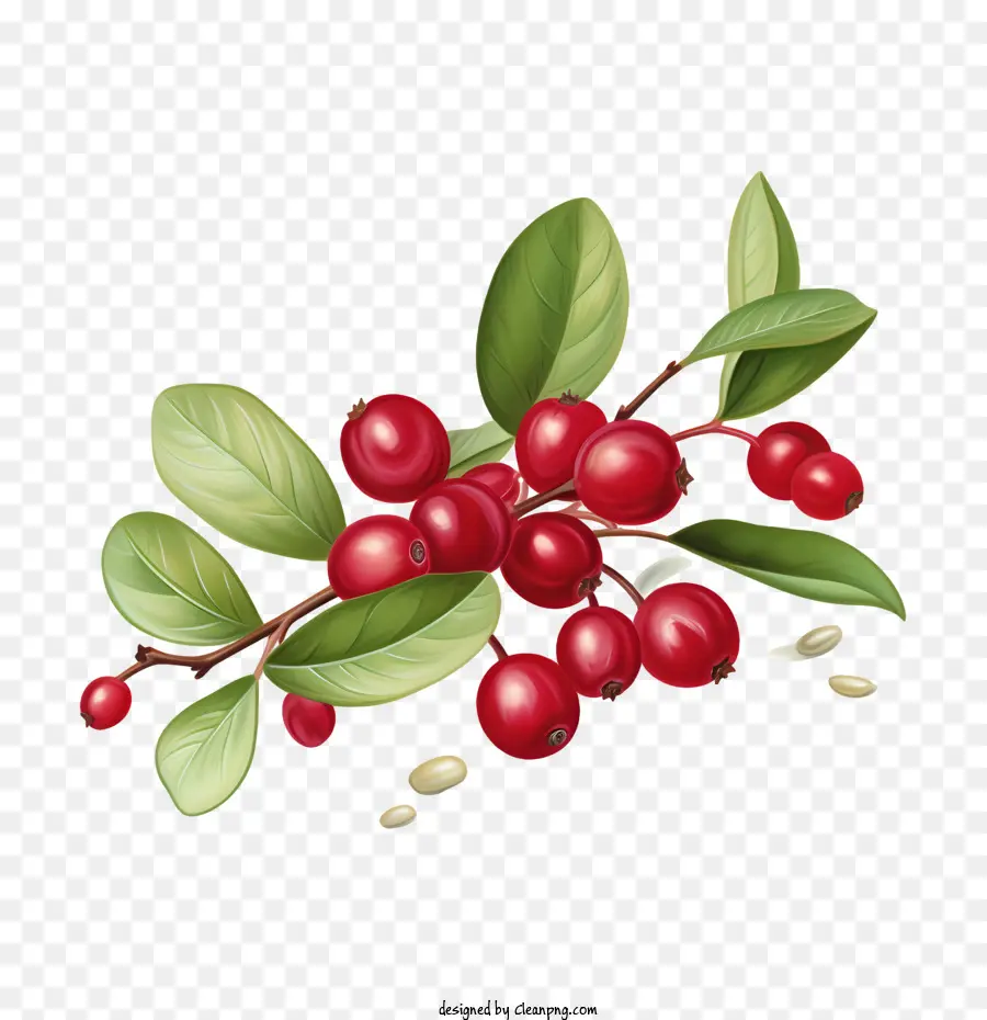 Cranberries，Cranberry PNG