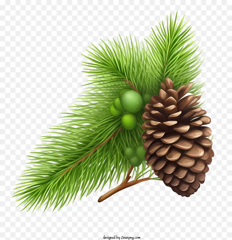 Pinecone，Fir Ramo PNG