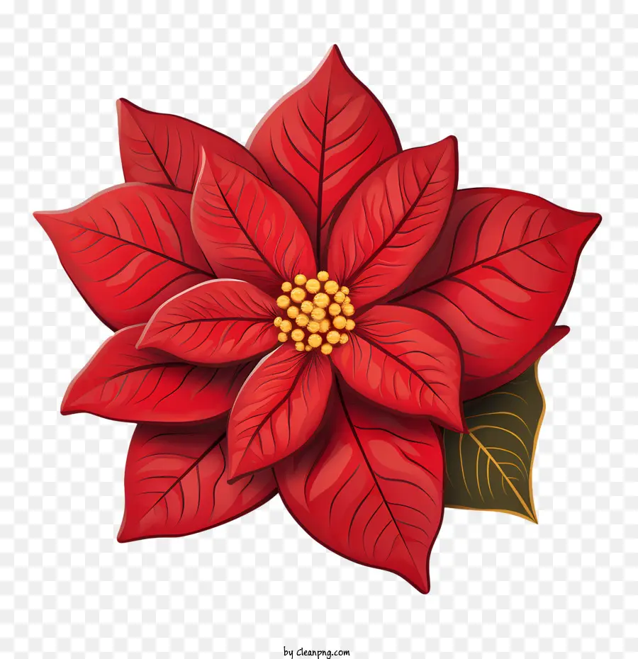 Poinsettia，Red Poinsettia PNG