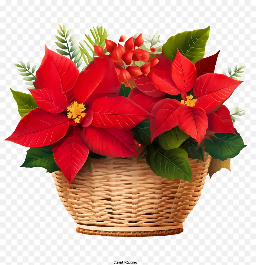 Poinsettia，Cesta De PNG