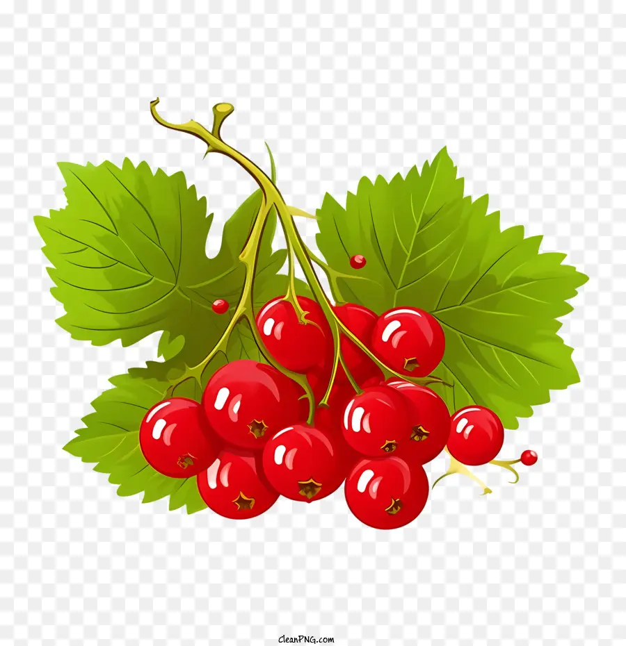 Cranberries，Framboesa PNG