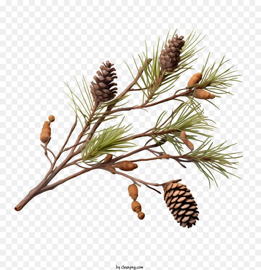 Pinecone，Ramo De Pinheiro PNG